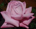 unknow artist Realistic Pink Rose France oil painting art